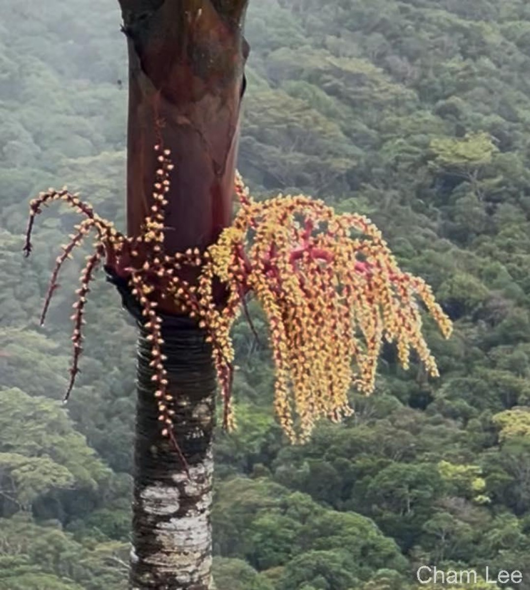 Loxococcus rupicola (Thwaites) H.Wendl. & Drude